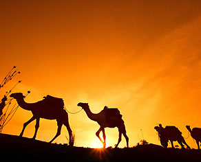Sabuk Camel Safaris
