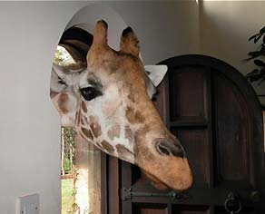 Giraffe Manor