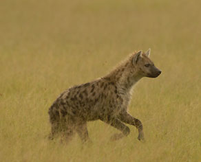 Spotted Hyena